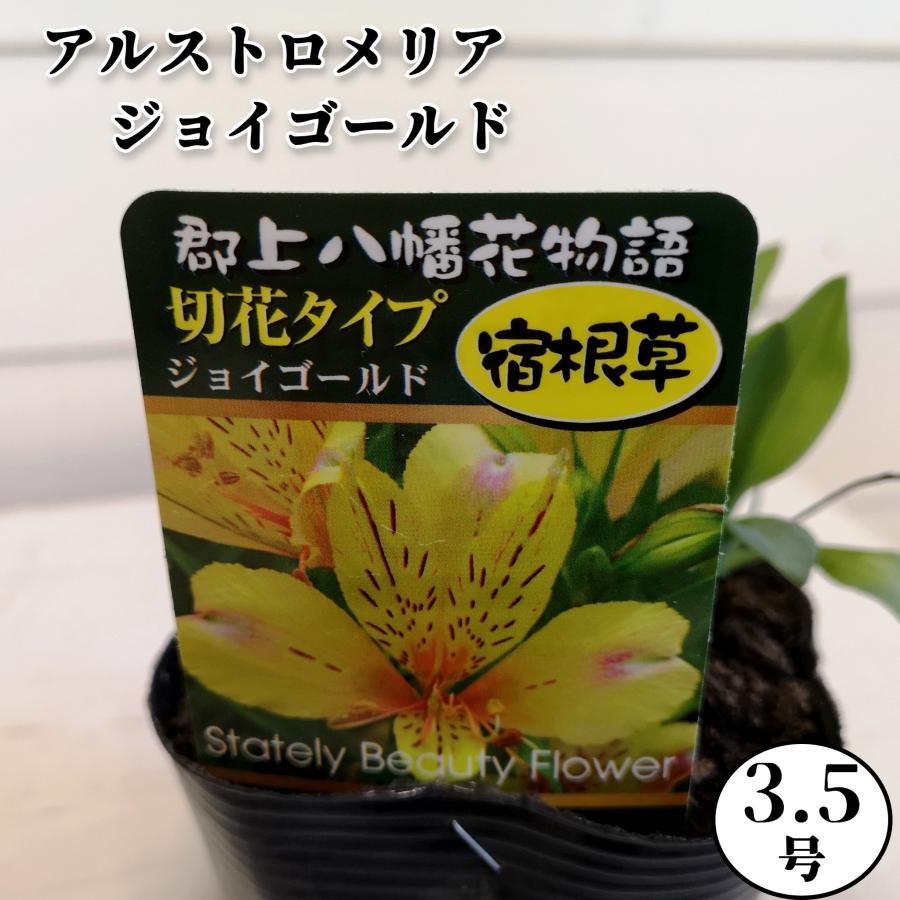 アルストロメリア 3 5号 苗 宿根草 Alstroemeria 彩り生活 Laviecloree 通販 Yahoo ショッピング