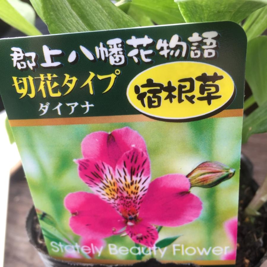 アルストロメリア 3 5号 苗 宿根草 Alstroemeria ガーデンストアはなえん 通販 Yahoo ショッピング