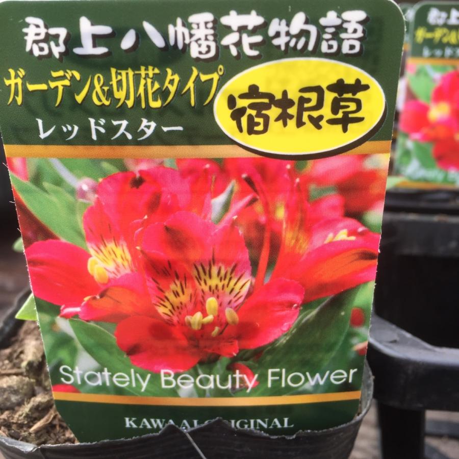 おすすめ特集の通販 アルストロメリア赤色2株700円値引きします Ab4303f2 正規代理店に輸入 Pn Batam Go Id
