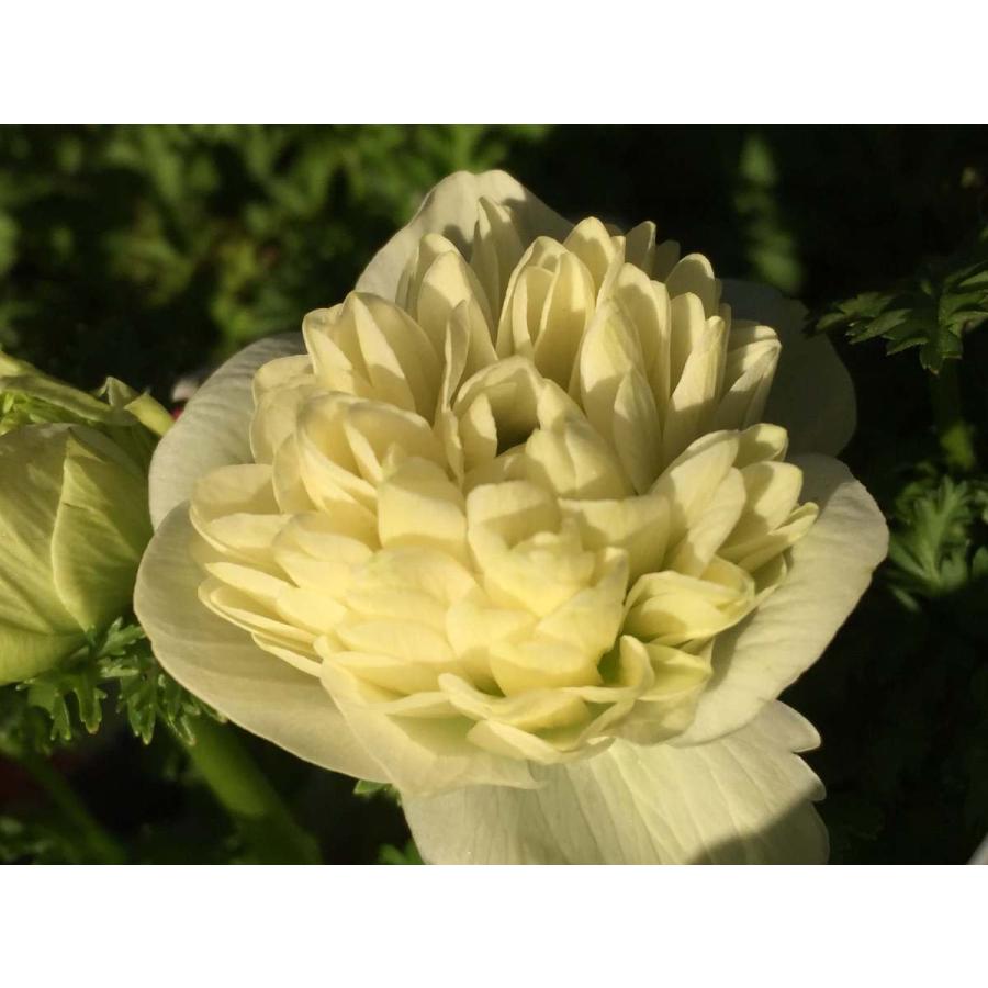 アネモネ リリカ 凜々花 八重咲き 3株セット 3 5号 寄せ植え 鉢植え ガーデニング Anemone Lyrica 彩り生活 Lavieclor Ee 通販 Yahoo ショッピング