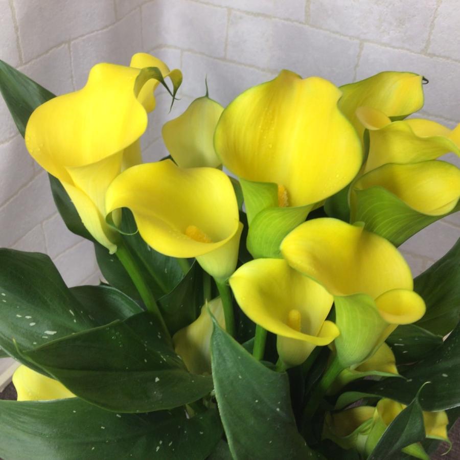 限定品 22 母の日 花 カラー５号 鉢植え Columbiatools Com