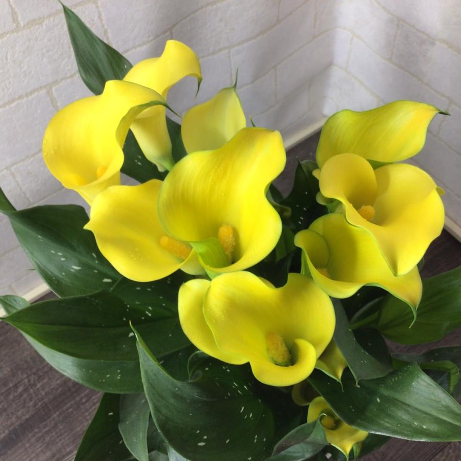 限定品 22 母の日 花 カラー５号 鉢植え Columbiatools Com