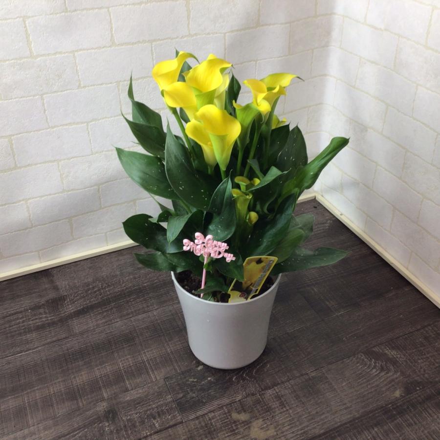 限定品 22 母の日 花 カラー５号 鉢植え Columbiatools Com