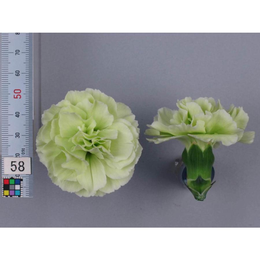 スプレーカーネーション 大株 花上がりバツグン 3 5号 多年草 花壇 切り花向 カーネアイチ8号 Carnation 1 ガーデンストアはなえん 通販 Yahoo ショッピング