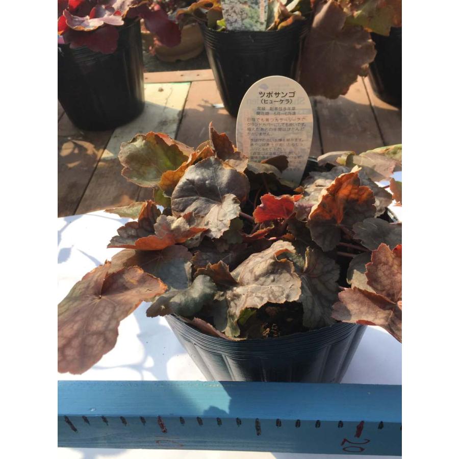 ヒューケラ アメリカーナ ツボサンゴ 5号 大株 シェードガーデン 寄せ植え 鉢植え ガーデニング Coralbells 3 彩り生活 Laviecloree 通販 Yahoo ショッピング