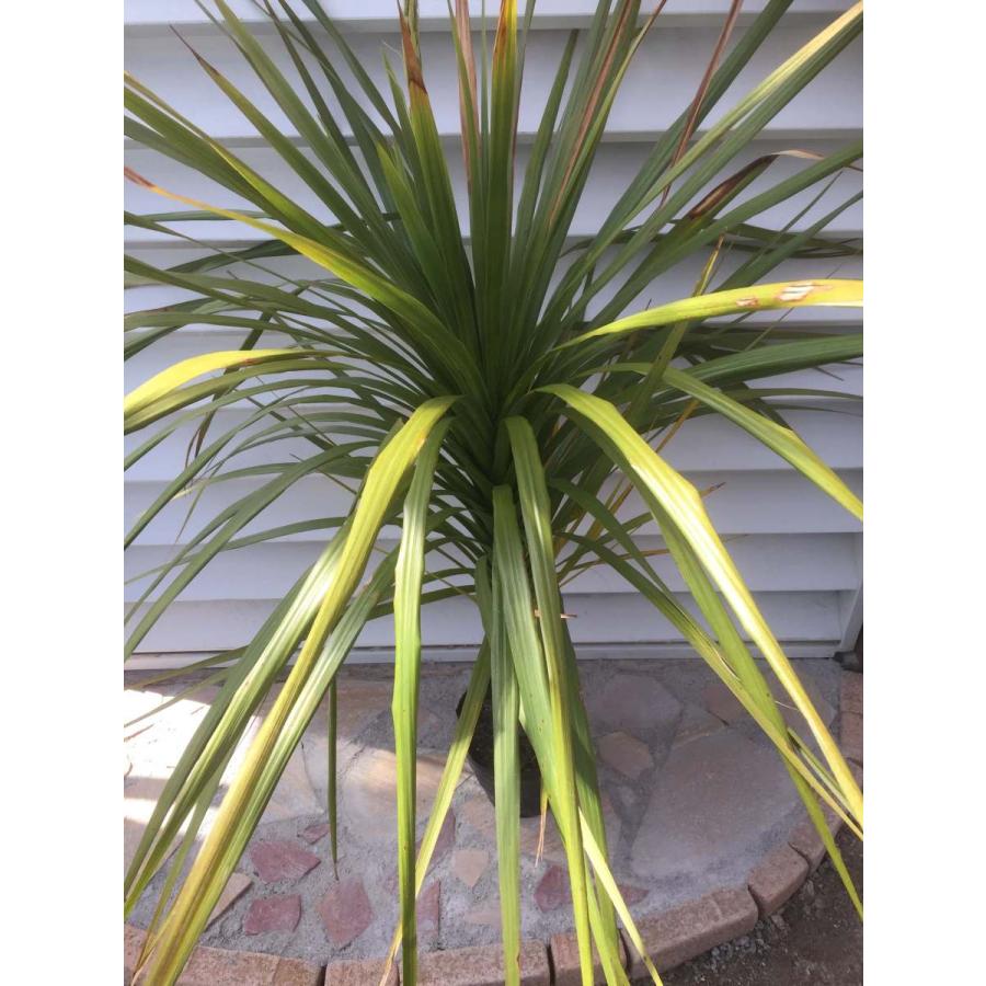 国内配送 コルジリネ オーストラリス ドラセナ H110cm 6号 ドライガーデン 送料無料 累計販売2万枚突破 Kpi Hutamakarya Com