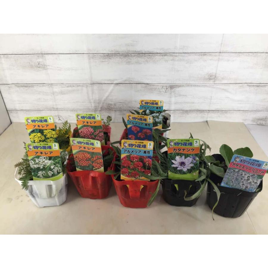 切り花苗 4品種各2株セット Aセット 花壇 ガーデン 切り花 毎年咲く 宿根草 多年草 生花 切り花の苗 Cutflower Seedlings Set A ガーデンストアはなえん 通販 Yahoo ショッピング