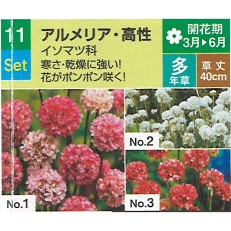 切り花苗 4品種各2株セット Dセット 花壇 ガーデン 切り花 毎年咲く 宿根草 多年草 生花 切り花の苗 Cutflower Seedlings Set D 彩り生活 Laviecloree 通販 Yahoo ショッピング