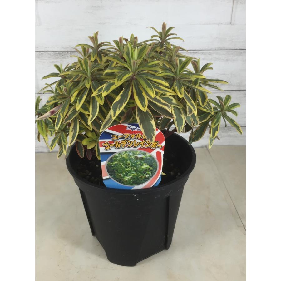 ユーフォルビア ゴールデンレインボー 5号 花芽 花付き 寄せ植え 鉢植え ガーデニング Euphorbia 15cm 2 ガーデンストアはなえん 通販 Yahoo ショッピング