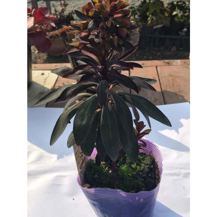 ユーフォルビア ブラックバード 3 5号 花芽 花付き 寄せ植え 鉢植え ガーデニング Euphorbia 1 彩り生活 Laviecloree 通販 Yahoo ショッピング