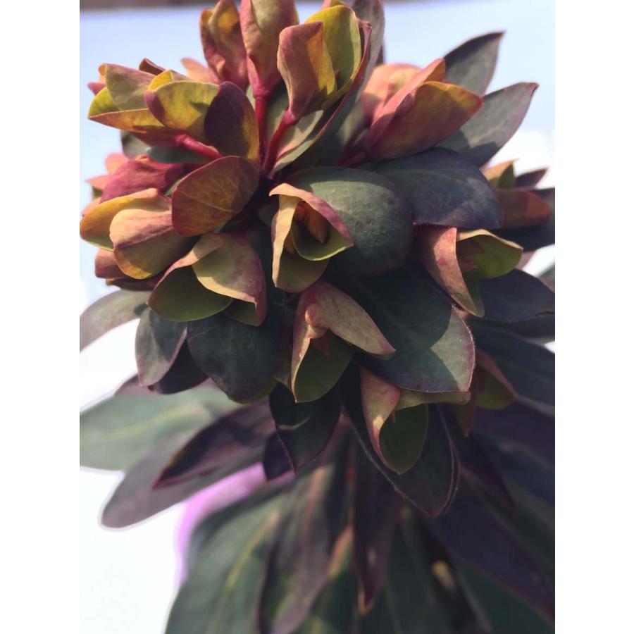 ユーフォルビア ブラックバード 3 5号 花芽 花付き 寄せ植え 鉢植え ガーデニング Euphorbia 1 彩り生活 Laviecloree 通販 Yahoo ショッピング
