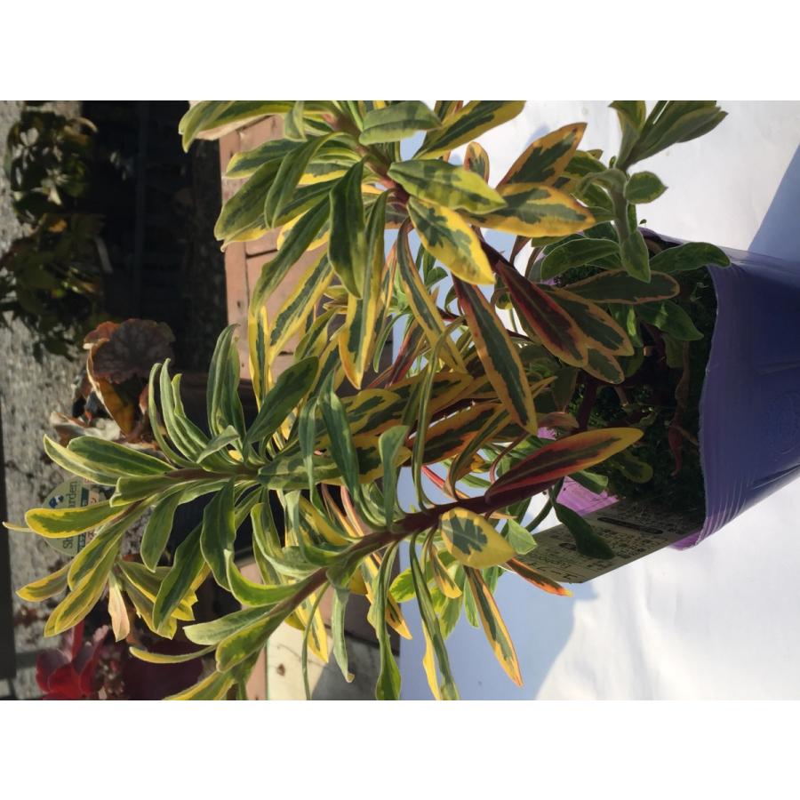 ユーフォルビア ゴールデンレインボー 3 5号 花芽 花付き 寄せ植え 鉢植え ガーデニング Euphorbia 2 彩り生活 Laviecloree 通販 Yahoo ショッピング