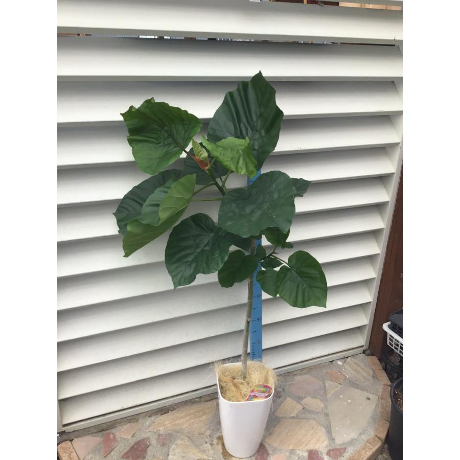 安心の定価販売 送料無料 フィカス ウンベラータ 観葉植物 室内観葉 観葉 インテリア 爆売り M Mahdi Net