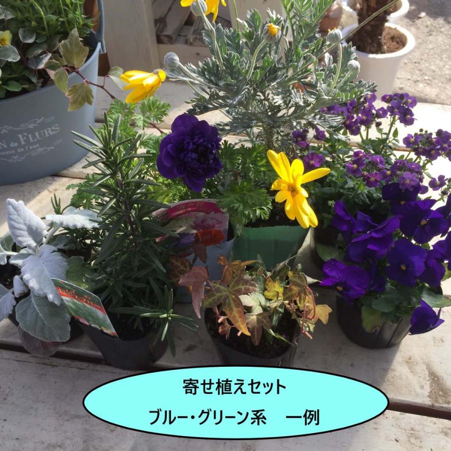 季節の寄せ植え花苗セット ブルー グリーン系 花苗 お手軽 ガーデニング 初心者向け Groupplanting Set Blue 彩り生活 Lavieclor Ee 通販 Yahoo ショッピング