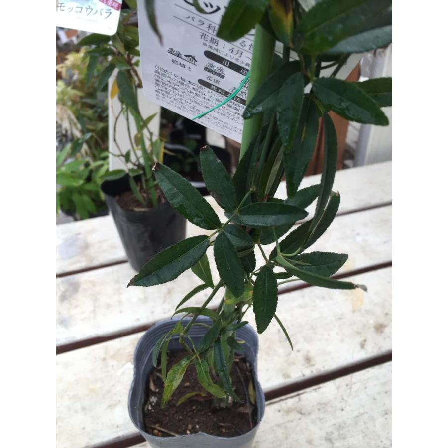 モッコウバラ 白 黄色花 八重咲 ２ポットセット 3 5号 鉢植え ガーデニング アーチ オベリスク Ladybanksrose 彩り生活 Laviecloree 通販 Yahoo ショッピング