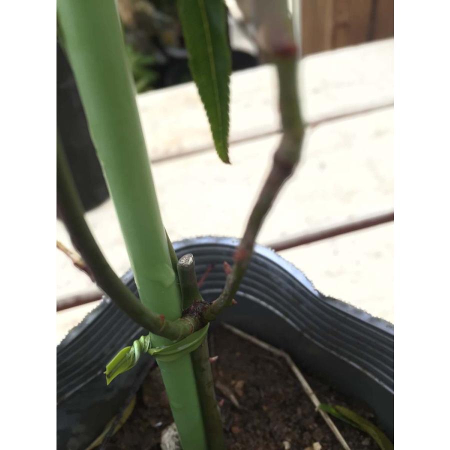 モッコウバラ 白 黄色花 八重咲 ２ポットセット 3 5号 鉢植え ガーデニング アーチ オベリスク Ladybanksrose 彩り生活 Laviecloree 通販 Yahoo ショッピング