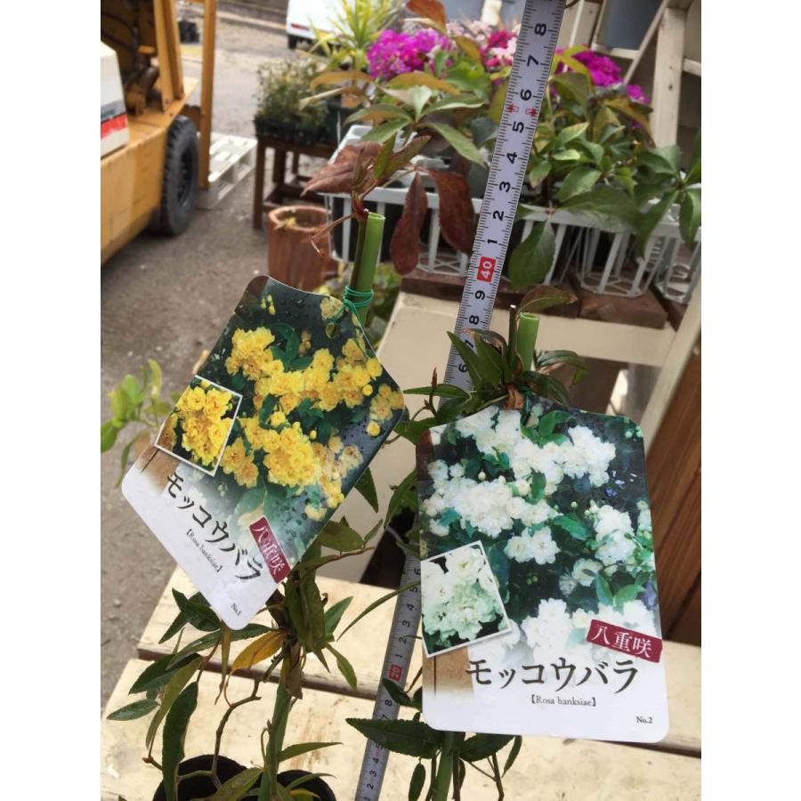 モッコウバラ 白 黄色花 八重咲 ２ポットセット 3 5号 鉢植え ガーデニング アーチ オベリスク Ladybanksrose 彩り生活 Laviecloree 通販 Yahoo ショッピング