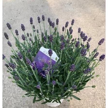 値引きする 22 母の日 花 イングリッシュラベンダー アロマティコブルー 5号 イングリッシュ系 切り花 ドライフラワー ハーバリウム Heartlandgolfpark Com