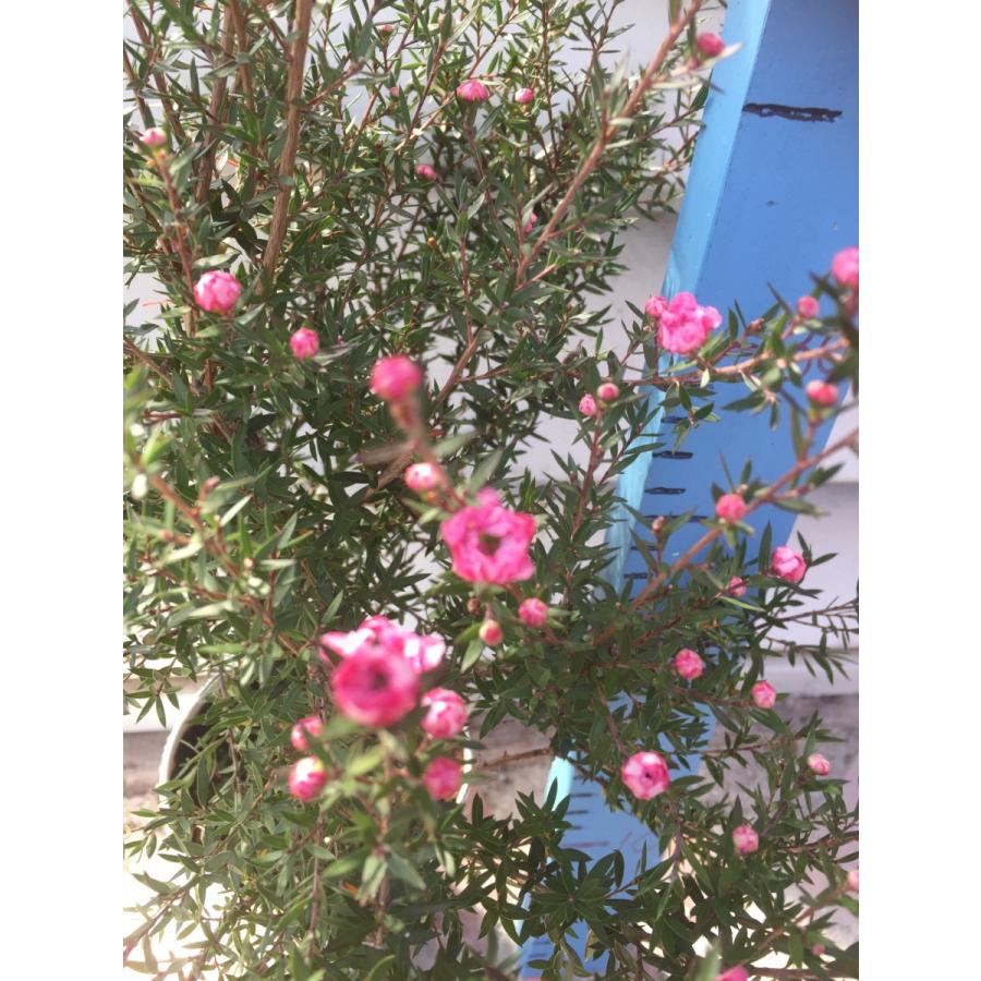 魚柳梅 御柳梅 ギョリュウバイ 八重ピンク花 4号 Leptospermum Scoparium ガーデンストアはなえん 通販 Yahoo ショッピング