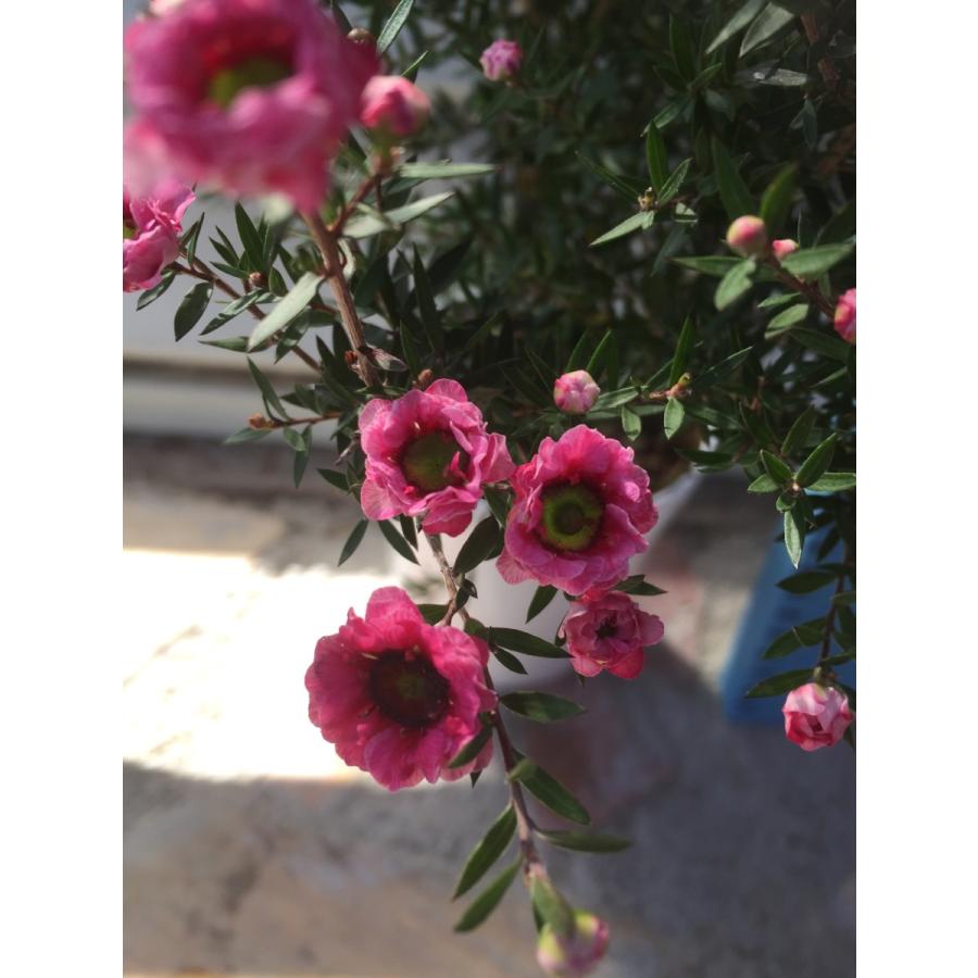 魚柳梅 御柳梅 ギョリュウバイ 八重ピンク花 4号 Leptospermum Scoparium ガーデンストアはなえん 通販 Yahoo ショッピング