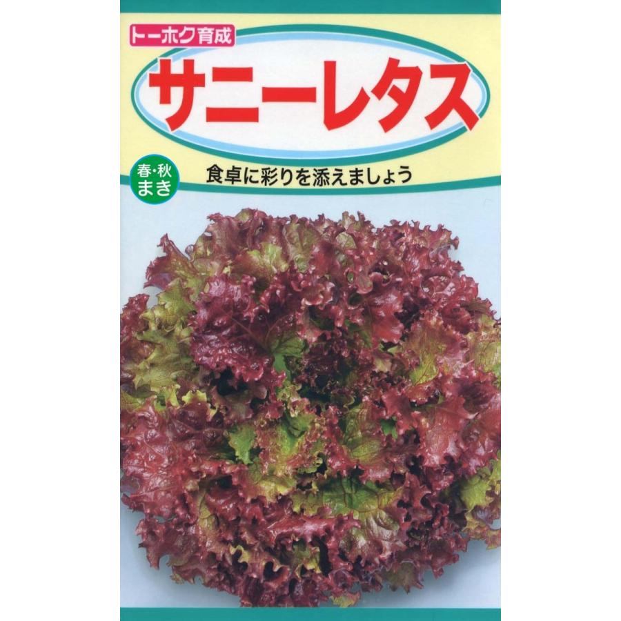 レタス サニーレタス 種子 野菜のたね 家庭菜園 :lettuce-seed-2:ガーデンストアはなえん - 通販 - Yahoo!ショッピング レタス サニーレタス 種子 野菜のたね 家庭菜園 :lettuce-seed-2:ガーデンストアはなえん - 通販 - Yahoo!ショッピング