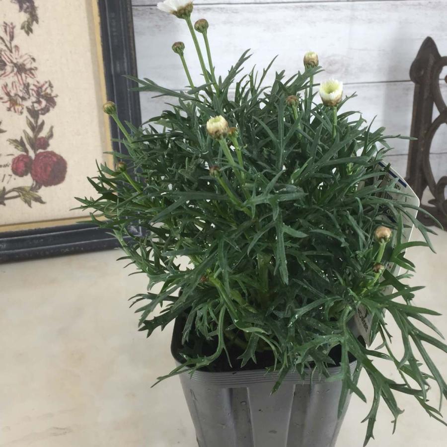 マーガレット モリンバ ミニ ダブルホワイト 3 5号 寄せ植え 鉢植え ガーデニング 春の花 Marguerite Morimba Doublewhite 彩り生活 Laviecloree 通販 Yahoo ショッピング