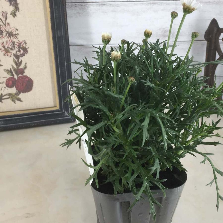 マーガレット モリンバ ミニ ダブルホワイト 3 5号 寄せ植え 鉢植え ガーデニング 春の花 Marguerite Morimba Doublewhite 彩り生活 Laviecloree 通販 Yahoo ショッピング