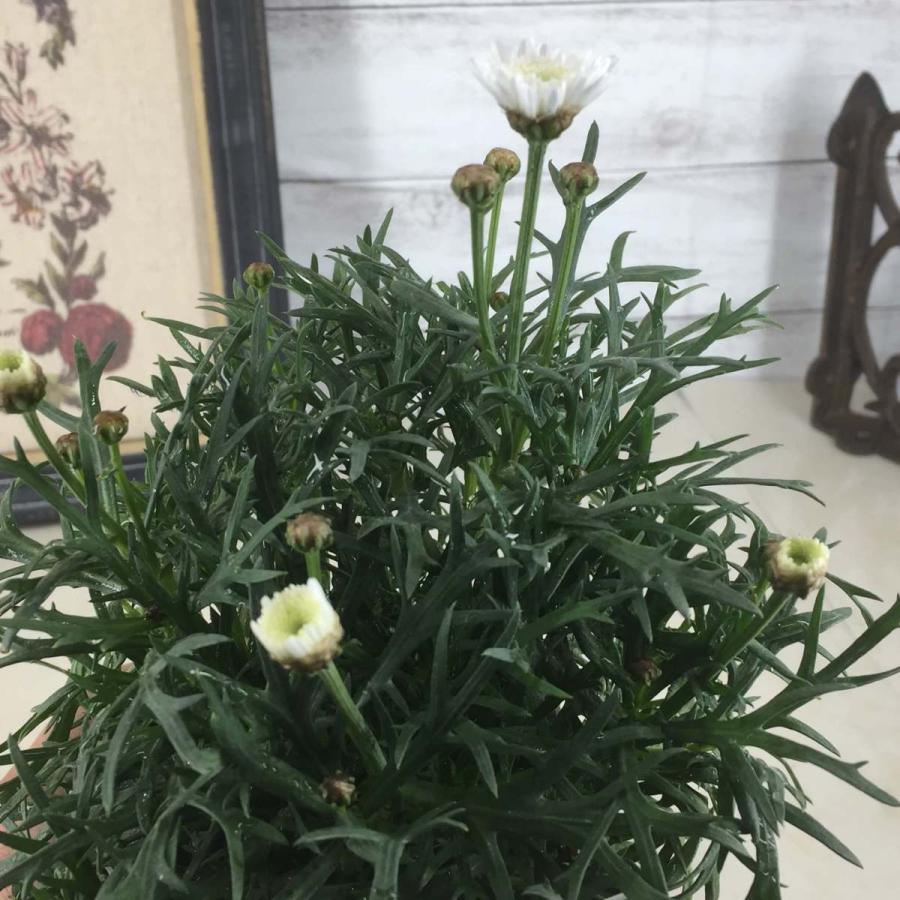 マーガレット モリンバ ミニ ダブルホワイト 3 5号 寄せ植え 鉢植え ガーデニング 春の花 Marguerite Morimba Doublewhite 彩り生活 Laviecloree 通販 Yahoo ショッピング