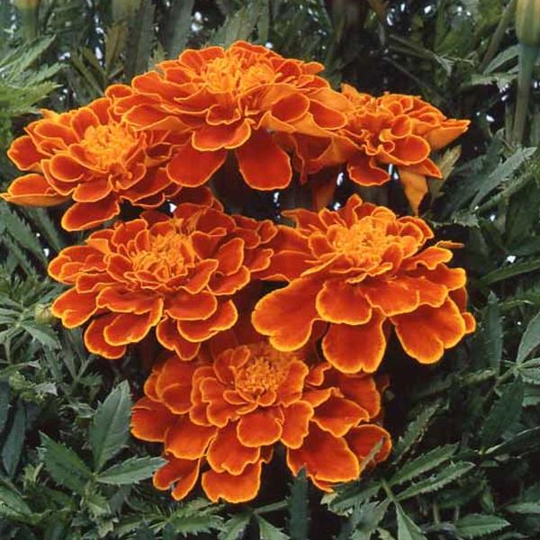 フレンチマリーゴールド 赤花 種子 花のたね プランター 花壇向け 家庭園芸 Marigold01 彩り生活 Laviecloree 通販 Yahoo ショッピング