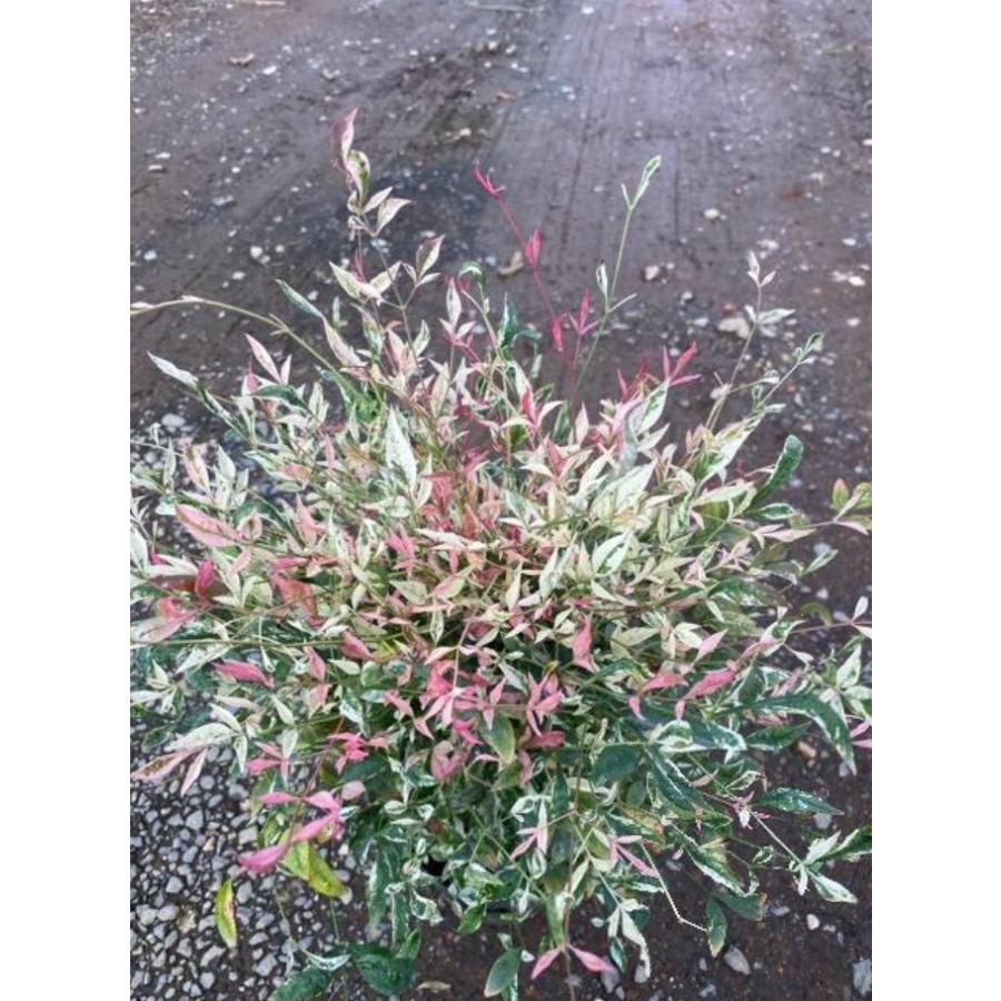 斑入りナンテン トワイライト 5号 苗木 鉢植え ガーデン Nandina Twilight ガーデンストアはなえん 通販 Yahoo ショッピング