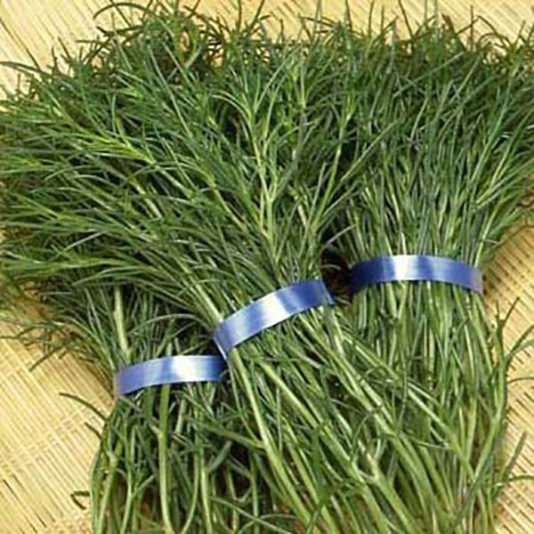 おかひじき ひじき菜 みる菜 水松菜 種子 野菜のたね 家庭園芸 Okahiziki01 彩り生活 Laviecloree 通販 Yahoo ショッピング