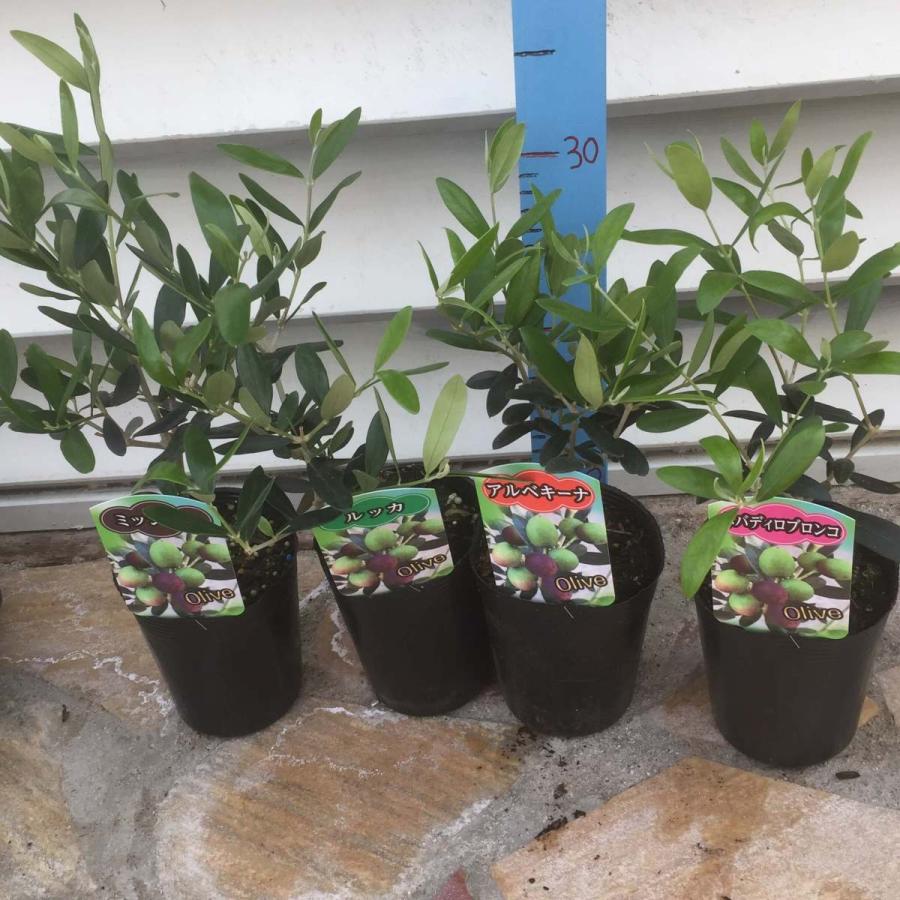 オリーブ 仕立て３ 5号 8品種 苗木 寄せ植え 鉢植え シンボルツリー Mozefo Com