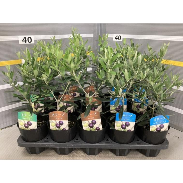 オリーブ ルッカ 仕立て３ 5号 苗木 寄せ植え 鉢植え シンボルツリー Olive 3 ガーデンストアはなえん 通販 Yahoo ショッピング