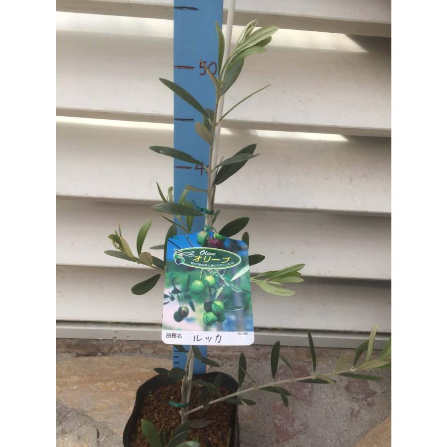 オリーブ ルッカ 5号 お買得 苗木 ガーデン シンボルツリー 鉢植え