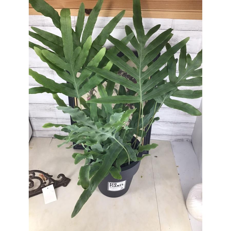 フレボディウム ブルースター 6 5号 観葉植物 室内観葉 観葉 オーランポット インテリア Phlebodium Bluestar 彩り生活 Laviecloree 通販 Yahoo ショッピング