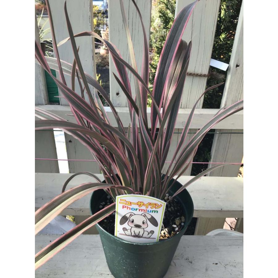 ニューサイラン ピンクストライプ カラーリーフ ドライガーデン 観葉植物 リゾートガーデン Phormium ガーデンストアはなえん 通販 Yahoo ショッピング