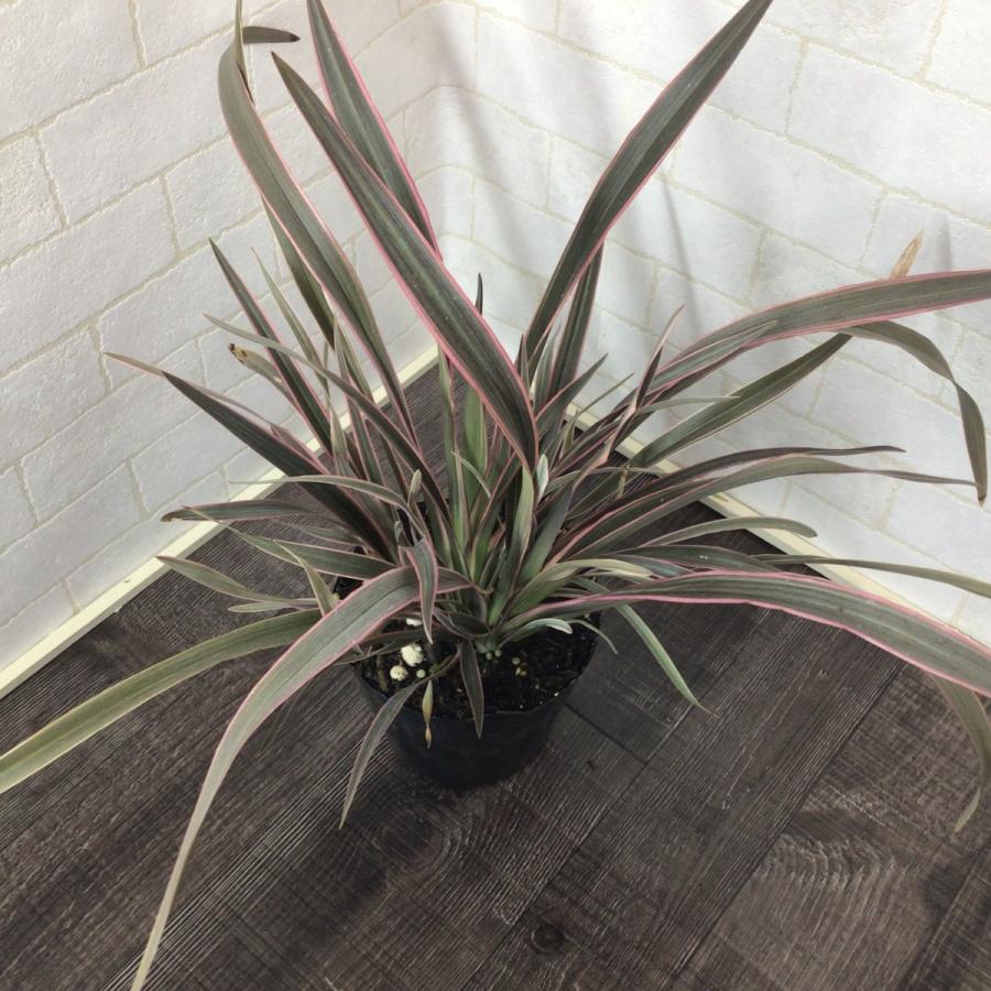 ニューサイラン ピンクストライプ 5号 カラーリーフ ドライガーデン 観葉植物 リゾートガーデン Phormium 2 彩り生活 Lavieclor Ee 通販 Yahoo ショッピング