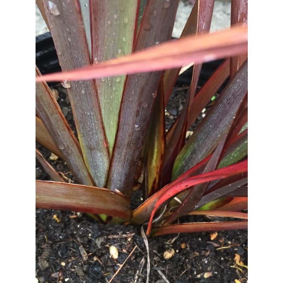 ニューサイラン パープレニウム 銅葉 大株 草丈70ｃｍ カラーリーフ ドライガーデン 観葉植物 リゾートガーデン Phormiumparpreum 彩り生活 Lavieclor Ee 通販 Yahoo ショッピング