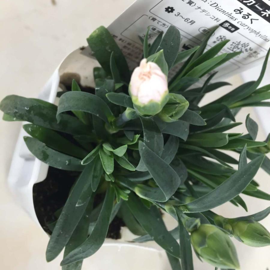 寄せ植えカーネーション コンパクト ３株セット 花上がりバツグン 3号 多年草 花壇 寄せ植え Pot Carnation 彩り生活 Lavieclor Ee 通販 Yahoo ショッピング