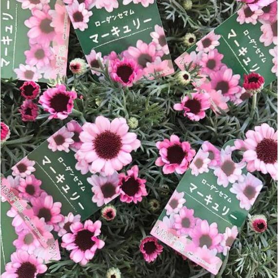 ローダンセマム ムーン マーズ マーキュリー 3株セット 3 5号 寄せ植え 鉢植え ガーデニング Rhodanthemum 3pset 彩り生活 Lavieclor Ee 通販 Yahoo ショッピング