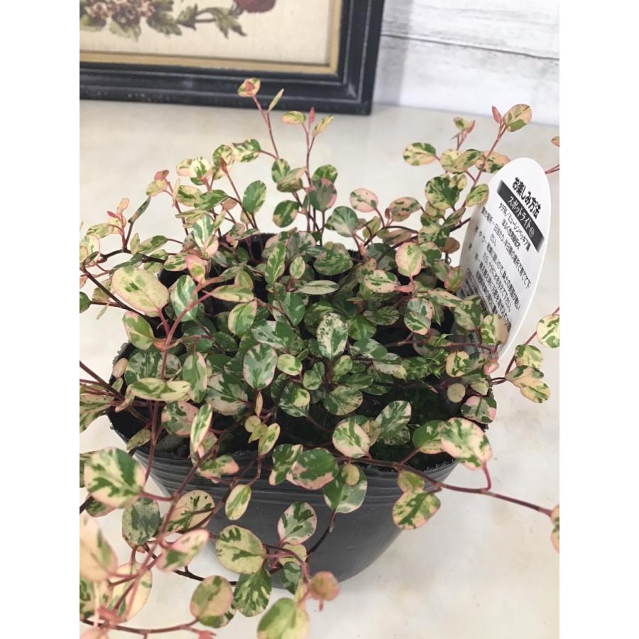 斑入り ワイヤープランツ スポットライト ガーデニング 植栽用 Wire Plants Spotlight 彩り生活 Laviecloree 通販 Yahoo ショッピング