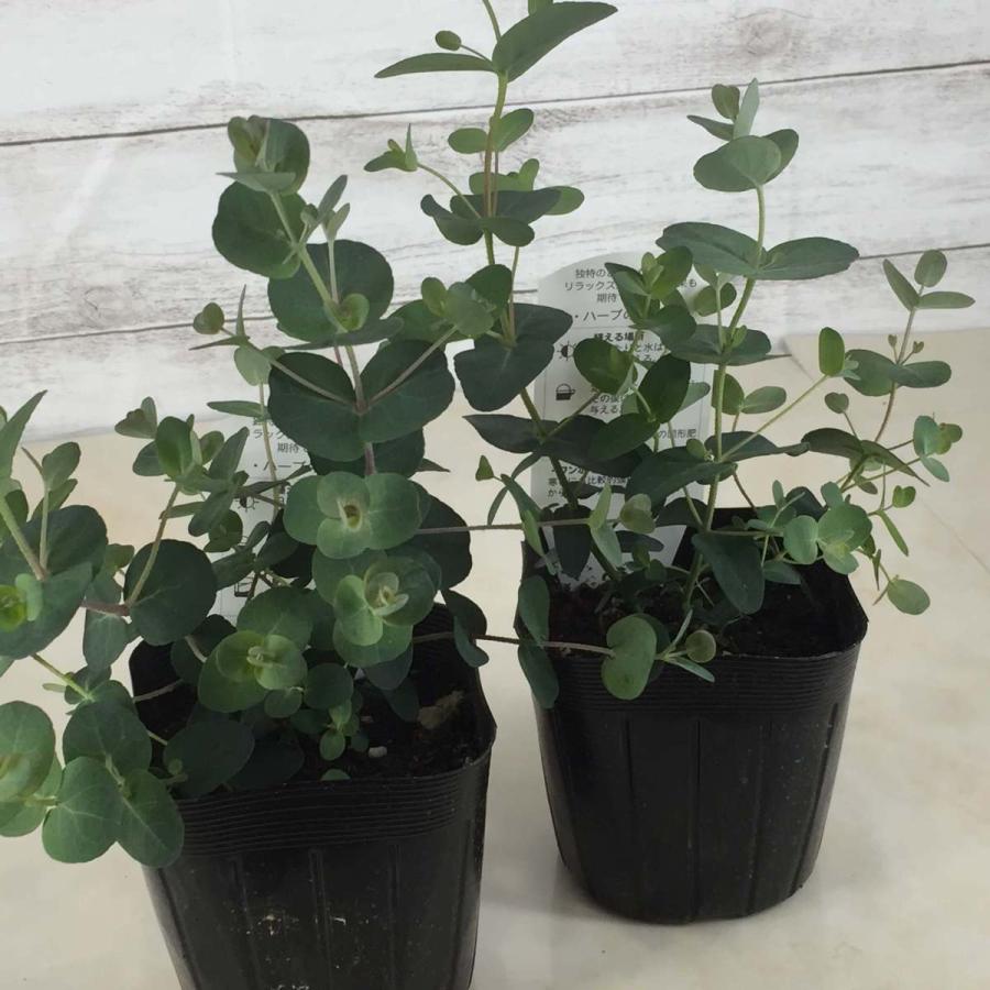 ユーカリ グニー 3号 2株セット 寄せ植え 鉢植え ガーデン 切り花 ドライフラワー Yukari Gunnii Pot ガーデンストアはなえん 通販 Yahoo ショッピング