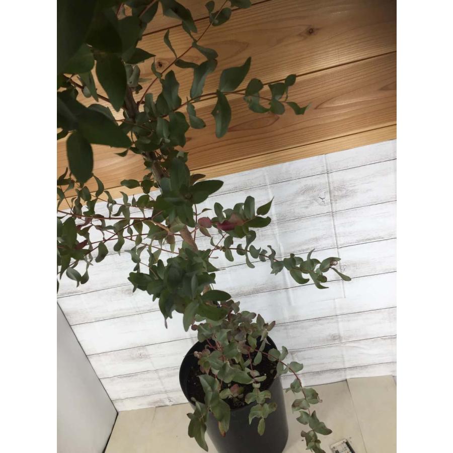 代引不可 ユーカリ グニー H150cm 6号 鉢植え ガーデン 切り花ドライフラワー 送料無料 高級感 Www Tiebreak Fr