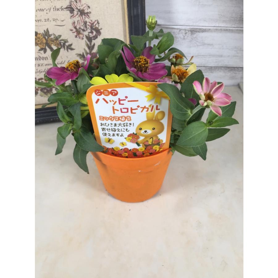 ジニア ハッピートロピカル 3 5号 混色植え ジニアプロフュージョン Zinnia Profusion Mix 彩り生活 Laviecloree 通販 Yahoo ショッピング