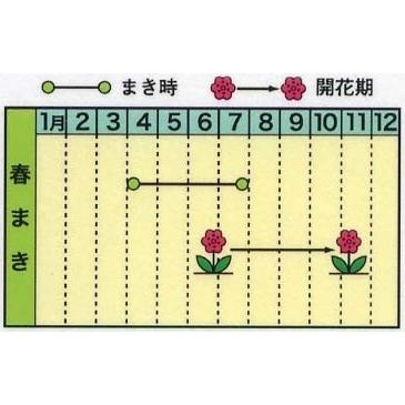 切花用 百日草 ジニア 混合種 種子 花のたね 切り花向け 家庭園芸 Zinnia01 彩り生活 Laviecloree 通販 Yahoo ショッピング