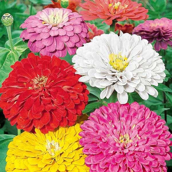 切花用 百日草 ジニア 混合種 種子 花のたね 切り花向け 家庭園芸 Zinnia01 彩り生活 Laviecloree 通販 Yahoo ショッピング