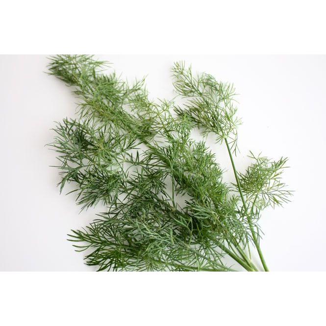 ディル 50g フレッシュハーブ 食用 和歌山県産スモークサーモンのつけ合わせ 魚料理やサラダに 魚料理と相性がよく サラダ ビネガー ピクルスなどに Dill50g 彩り屋 通販 Yahoo ショッピング