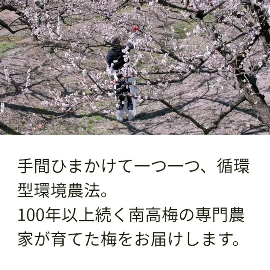青梅 南高梅 1kg 栽培期間中農薬不使用 熊野 生梅 青うめ 紀州産 無