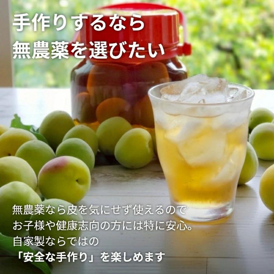 青梅 南高梅 1kg 栽培期間中農薬不使用 熊野 生梅 青うめ 紀州産 無