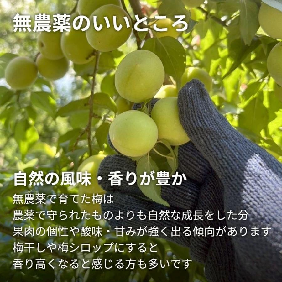 青梅 南高梅 1kg 栽培期間中農薬不使用 熊野 生梅 青うめ 紀州産 無
